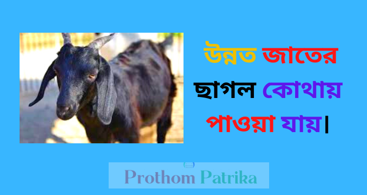 উন্নত জাতের ছাগল কোথায় পাওয়া যায়