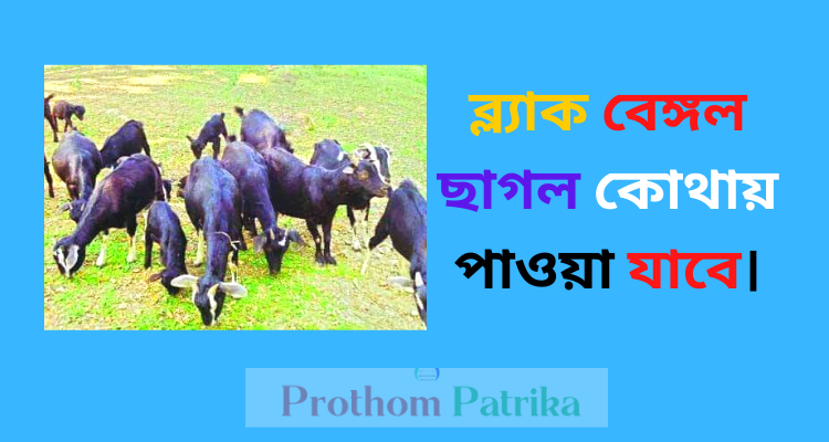 উন্নত জাতের ছাগল কোথায় পাওয়া যায় 