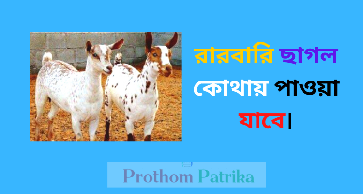 উন্নত জাতের ছাগল কোথায় পাওয়া যায় 