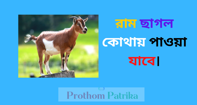 উন্নত জাতের ছাগল কোথায় পাওয়া যায় 