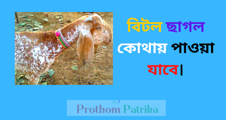 উন্নত জাতের ছাগল কোথায় পাওয়া যায় 