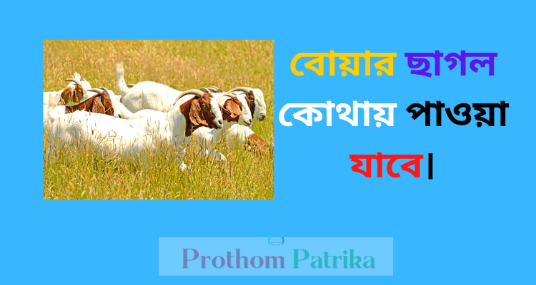 উন্নত জাতের ছাগল কোথায় পাওয়া যায় 