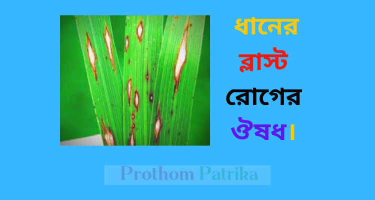 ধানের ভিটামিন ঔষধ 